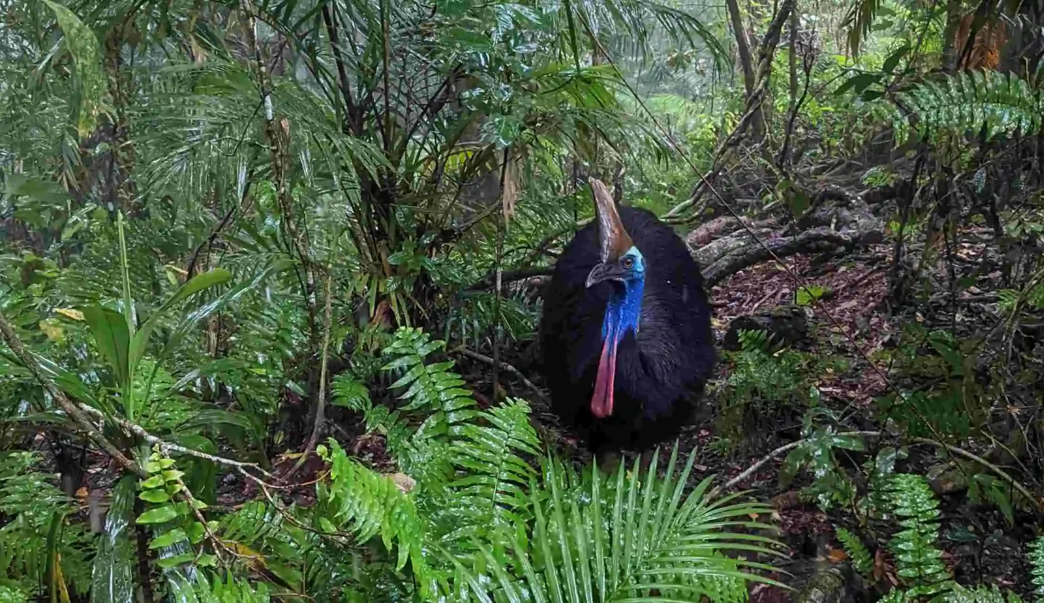 Kuranda Skyrail and Scenic Railway day tour