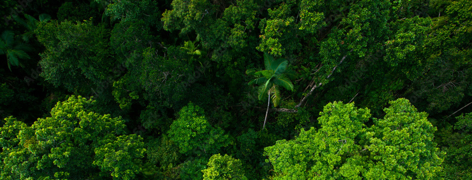 Kuranda Skyrail and Scenic Railway day tour