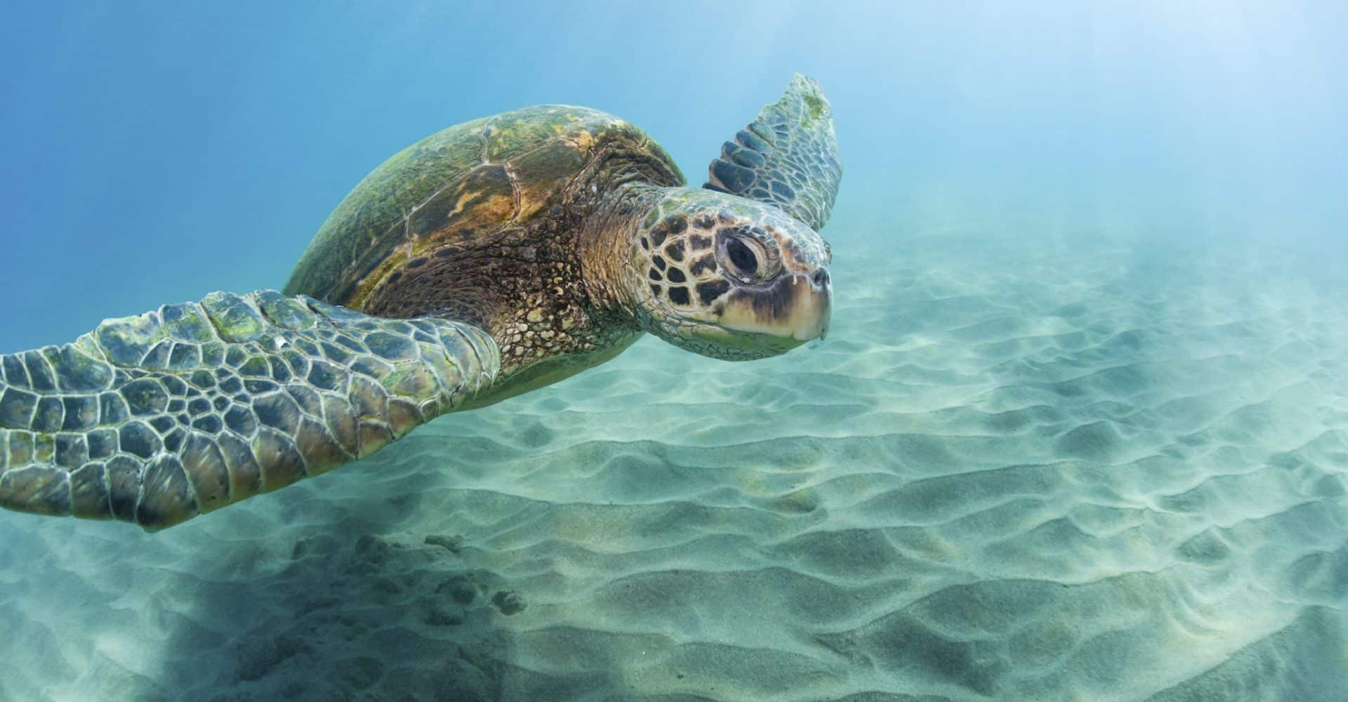 Green turtle over the sand on Green Island's reef