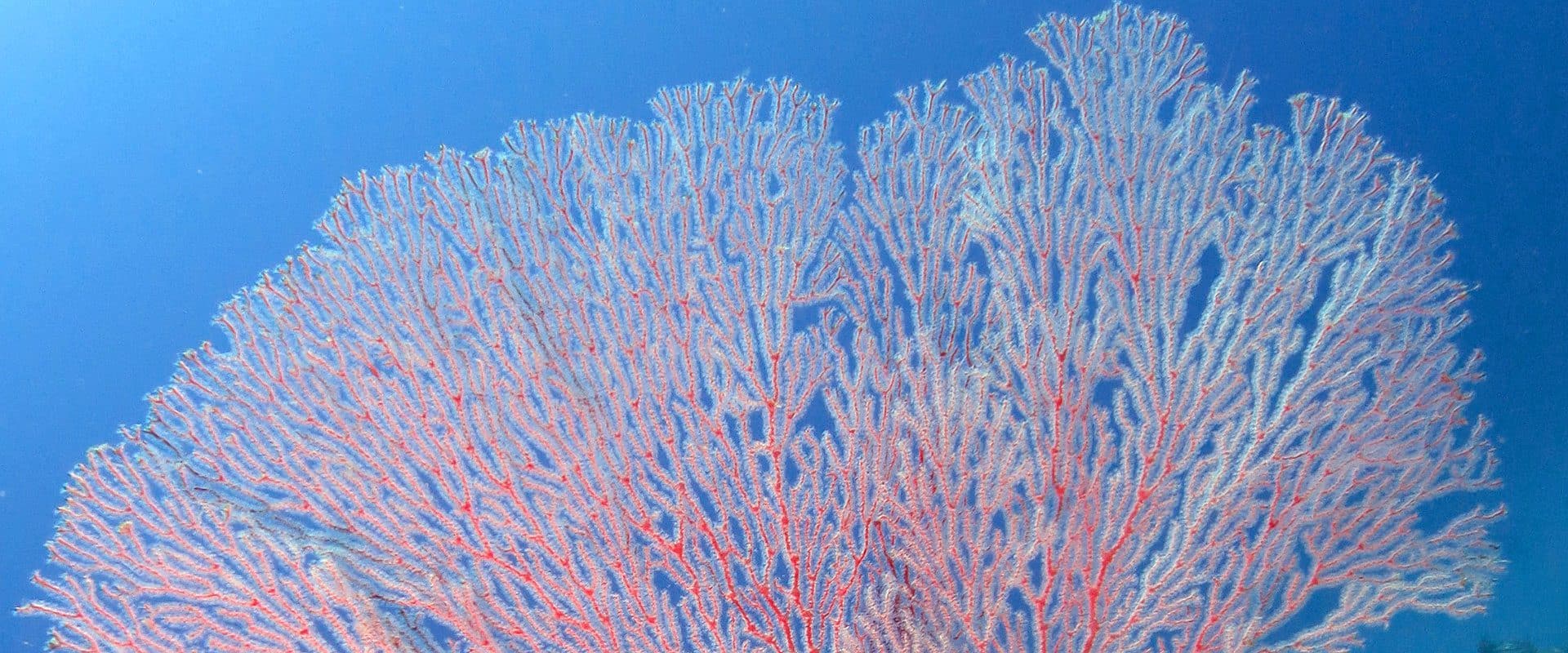 Sea fan on the reef off Green Island