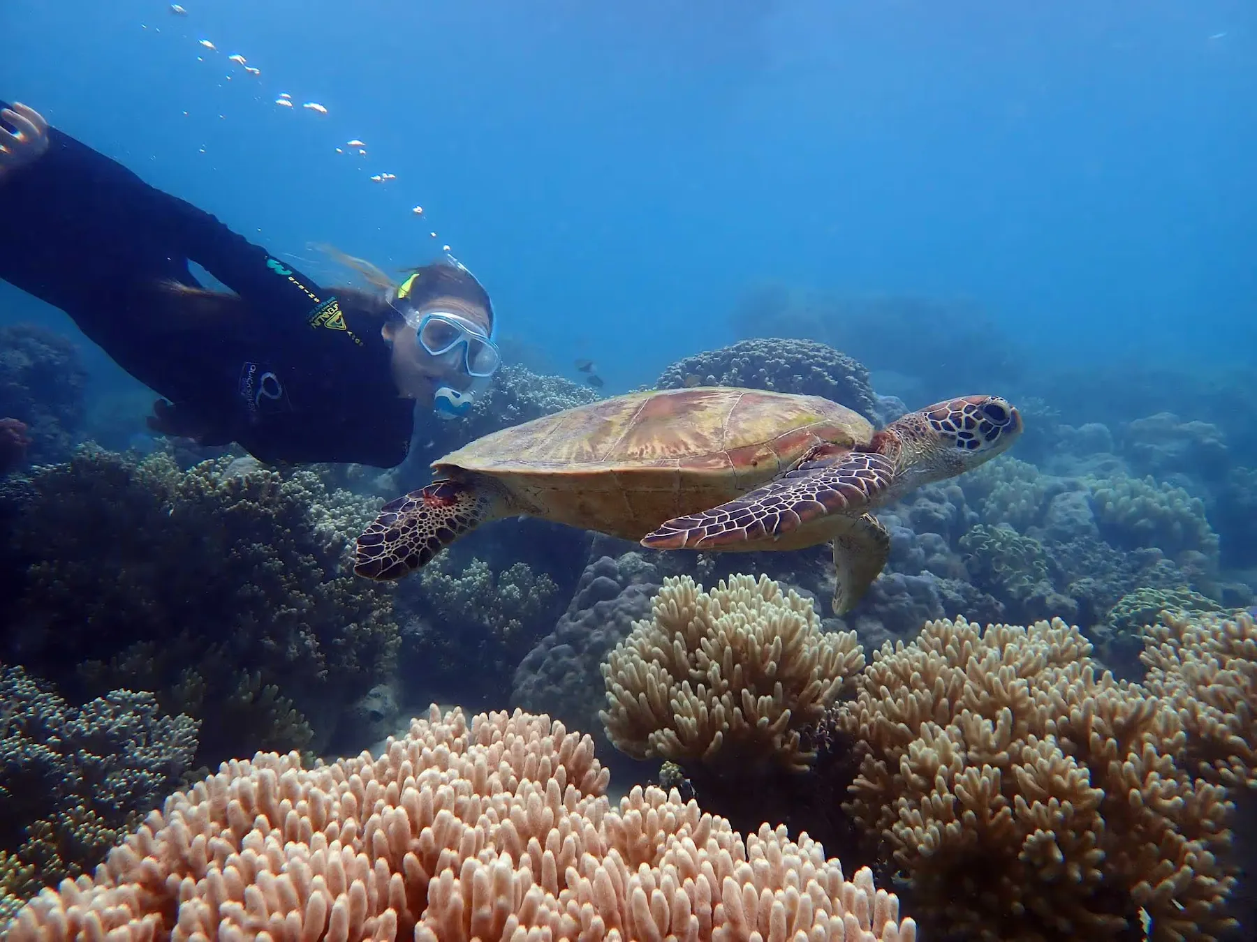 Diver with a green turtle at Michaelmas Cay