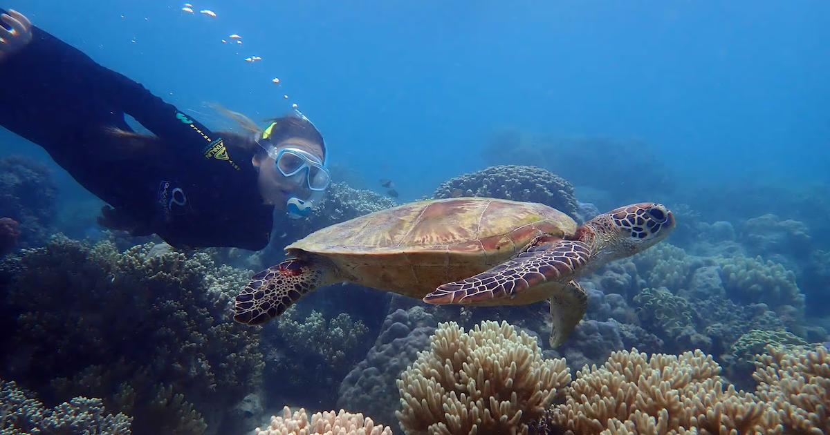Diver with a green turtle at Michaelmas Cay