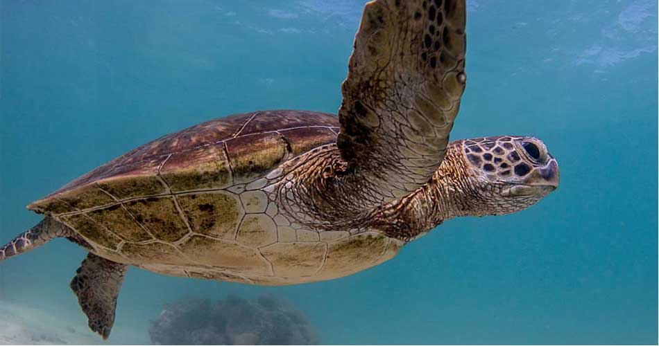 A green sea turtle swimming in clear water off the northern beaches near Cairns