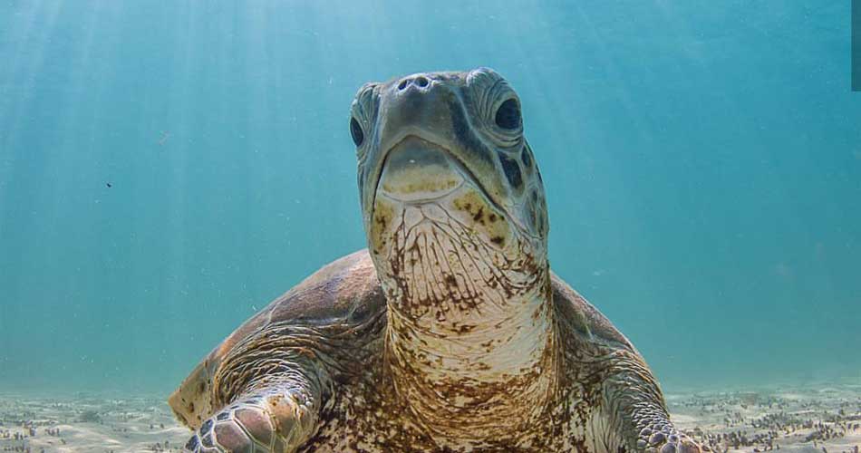 Sea kayaking from Palm Cove to Double Island