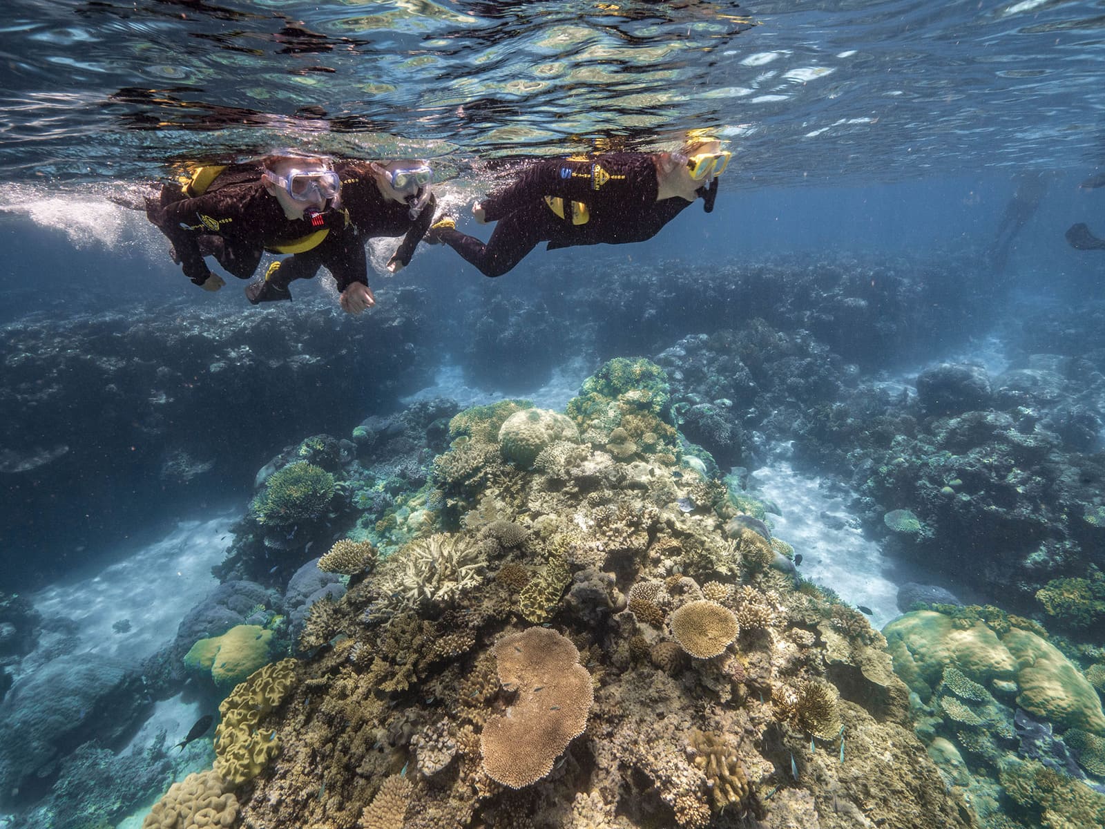 Snorkellers above coral reef