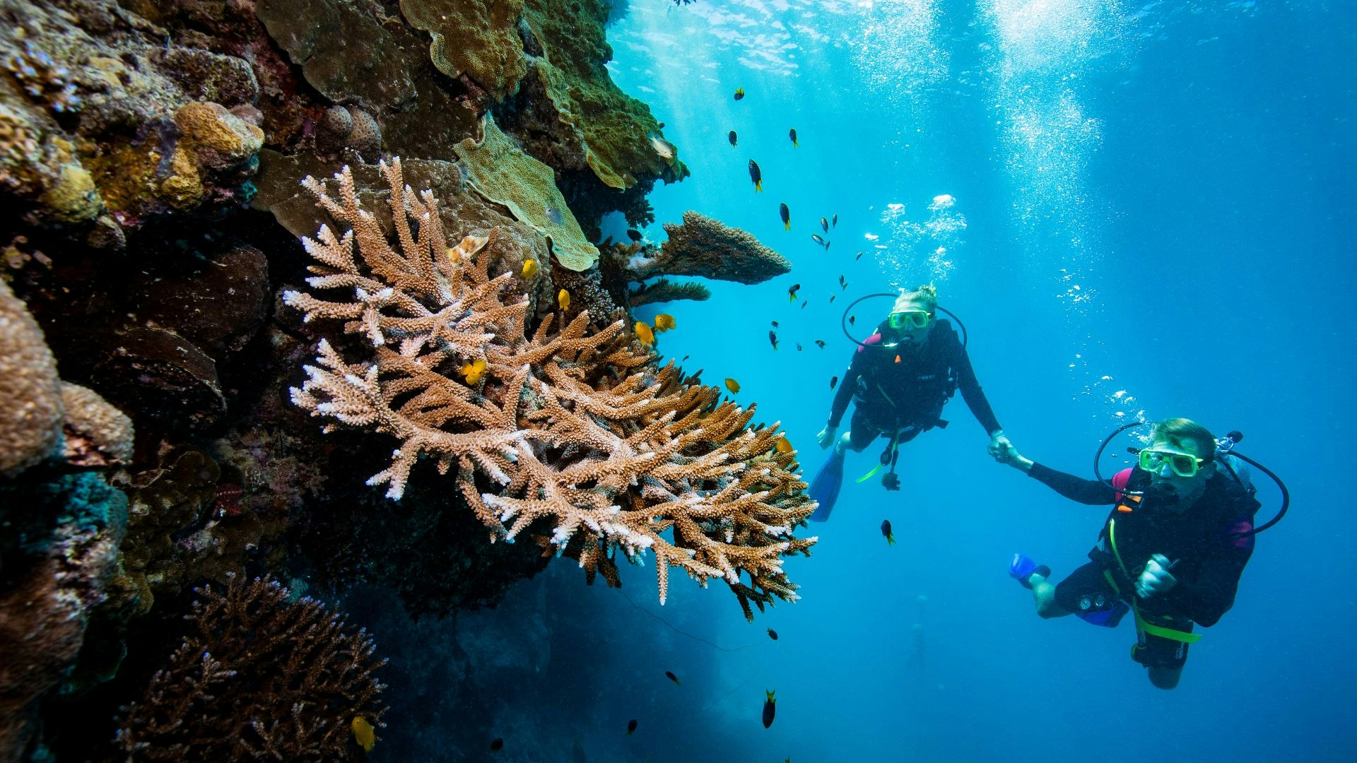 Scuba diving at the reef
