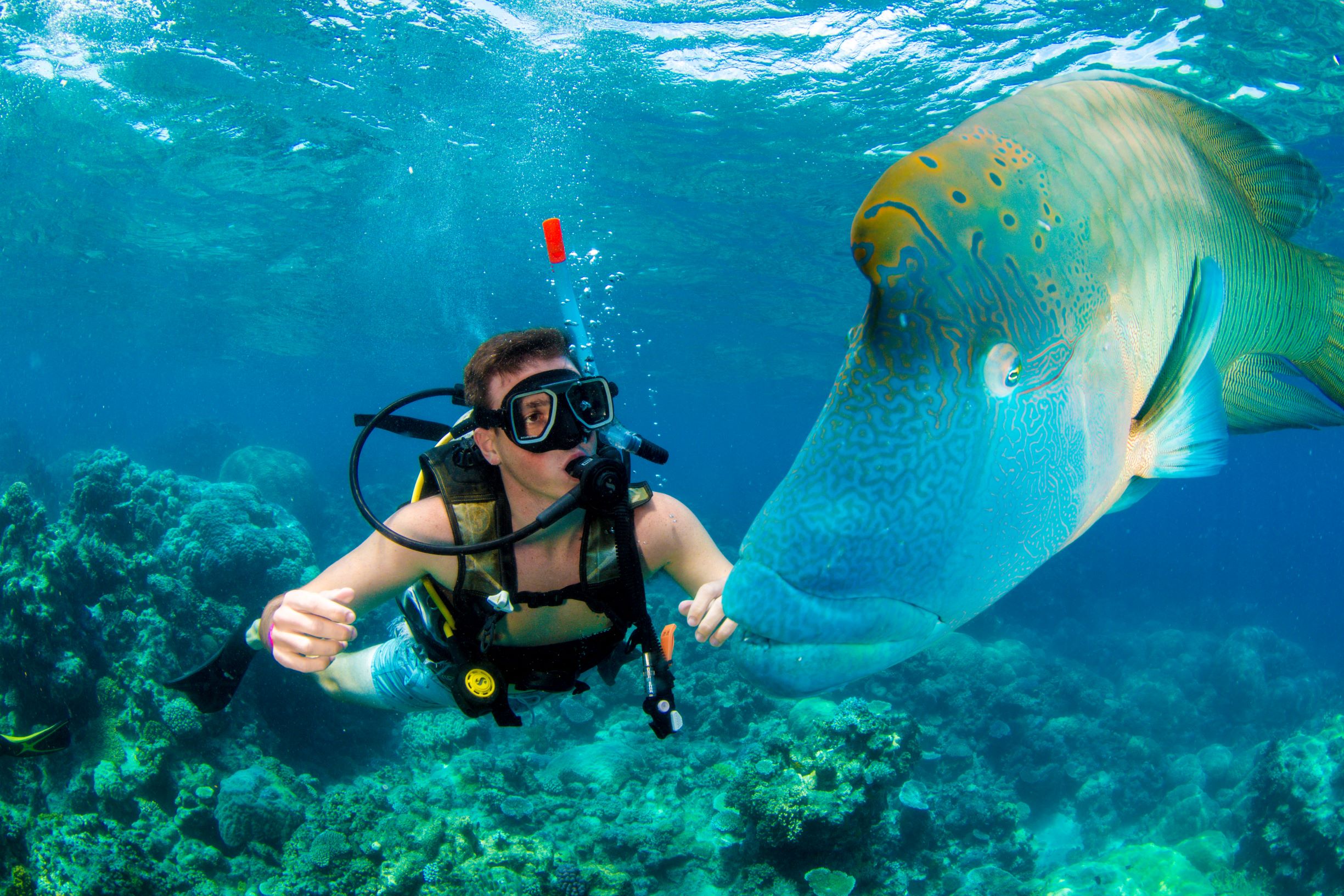 A scuba diver alongside a large Maori wrasse on the Great Barrier Reef