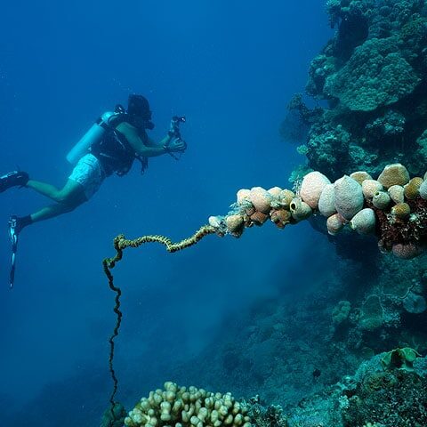 Diver exploring reef formations