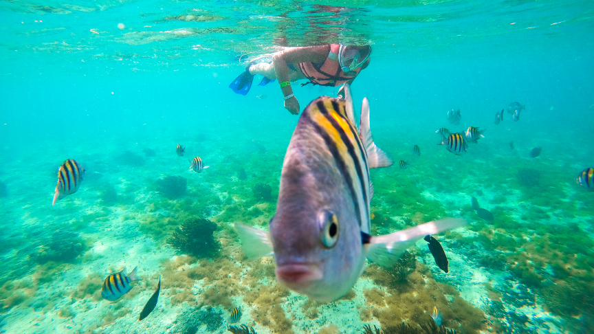Snorkeller above coral formations