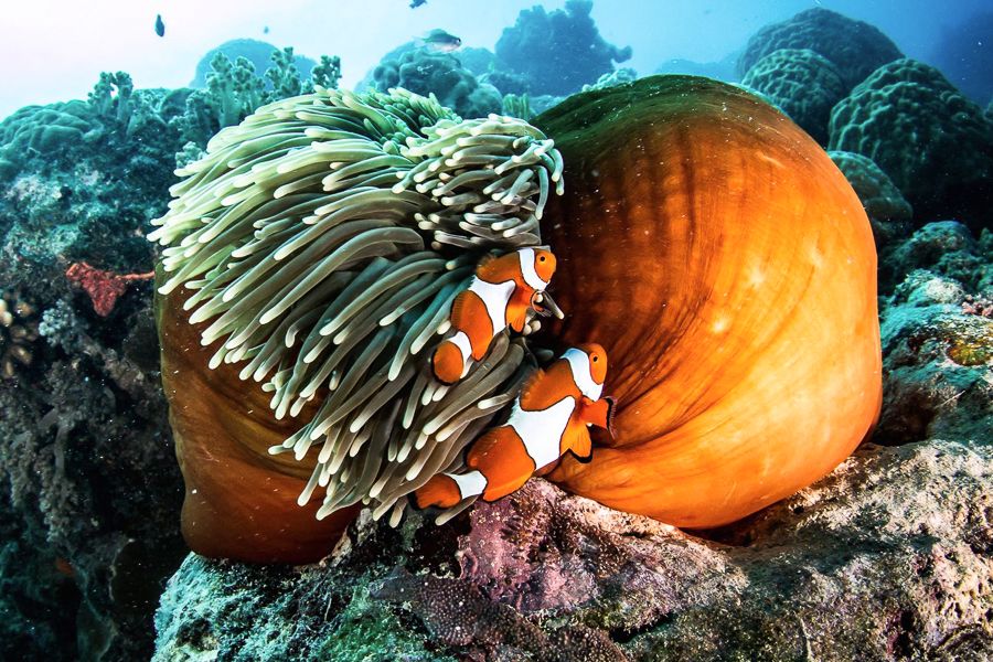 Clownfish and anemone