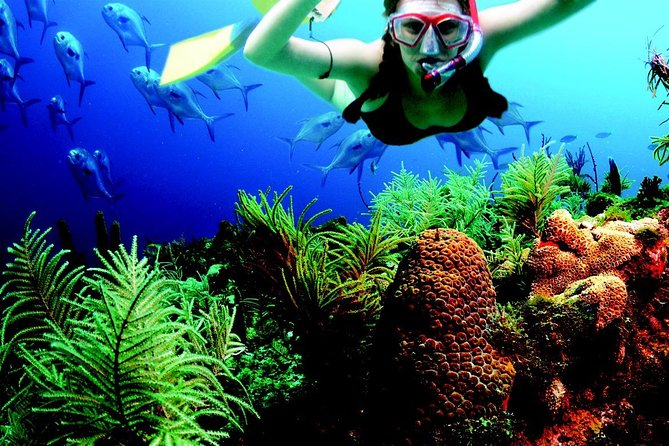 Snorkeller with reef marine life
