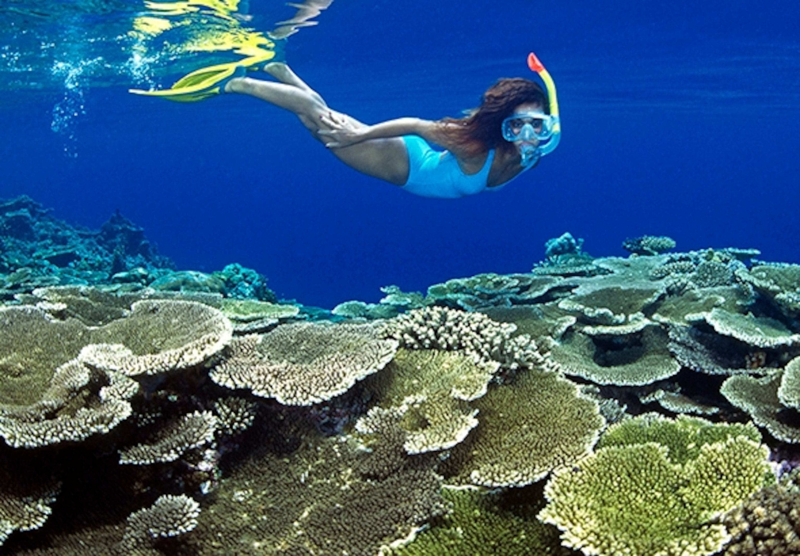 Snorkeller over table coral