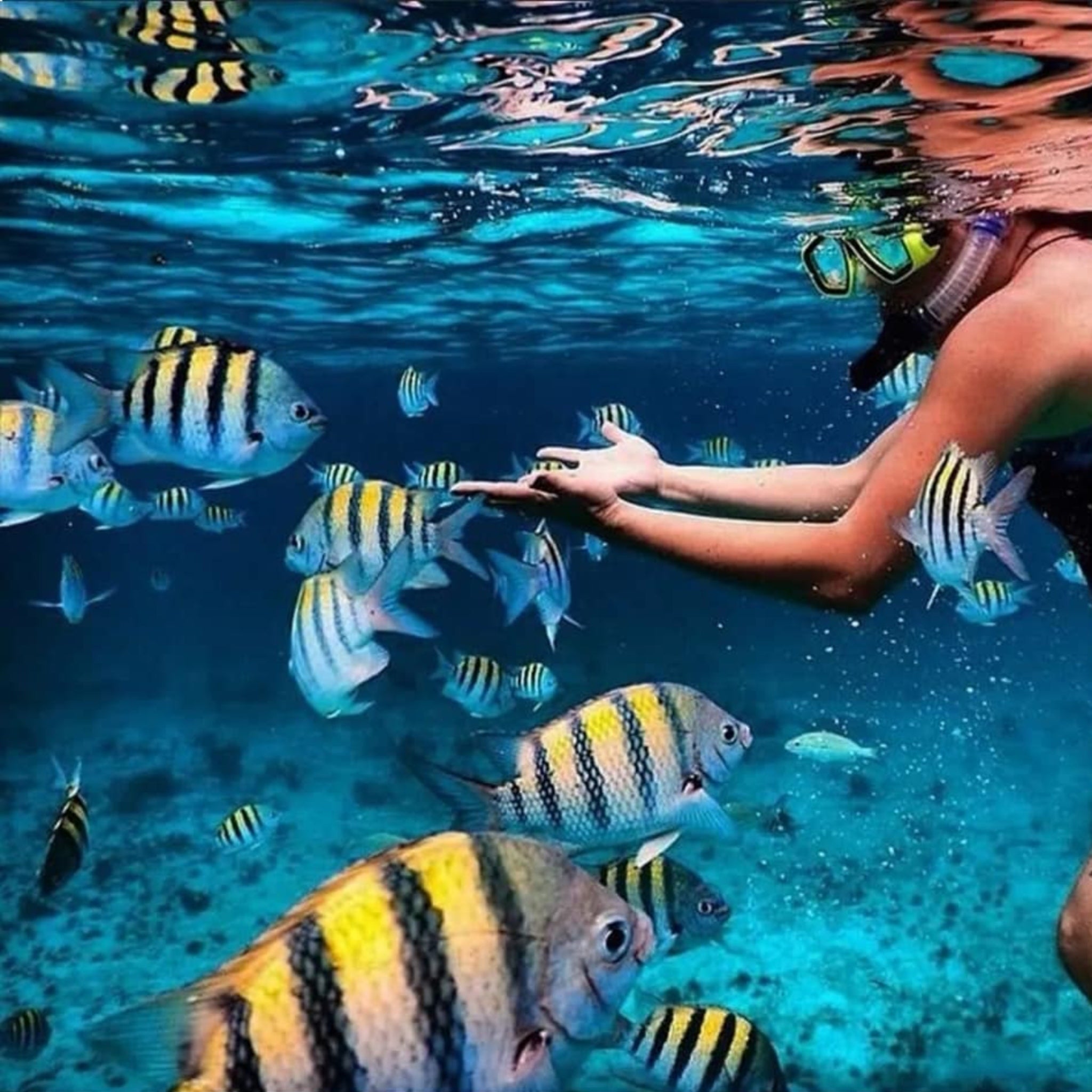 Snorkeller with striped fish