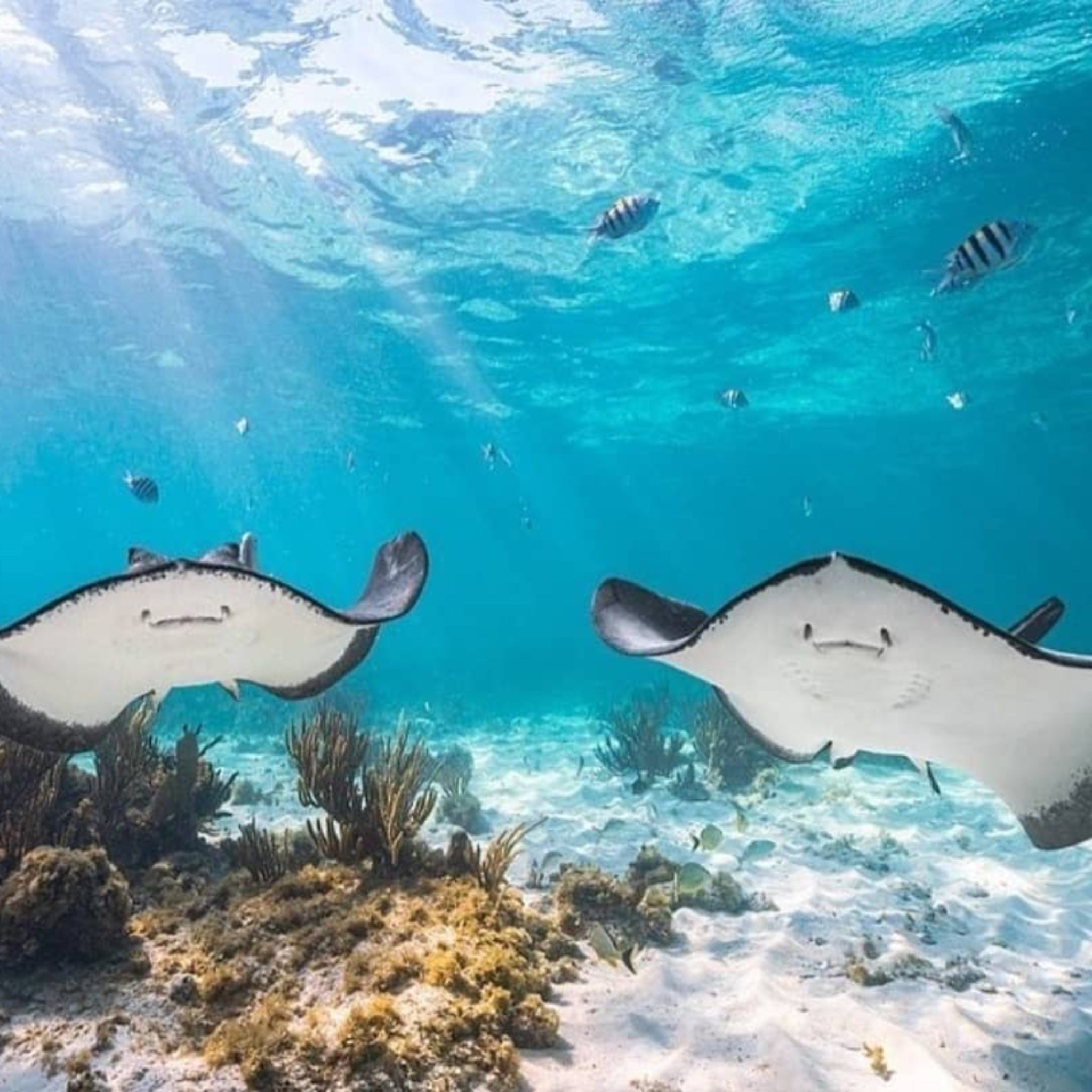 Stingrays and tropical fish