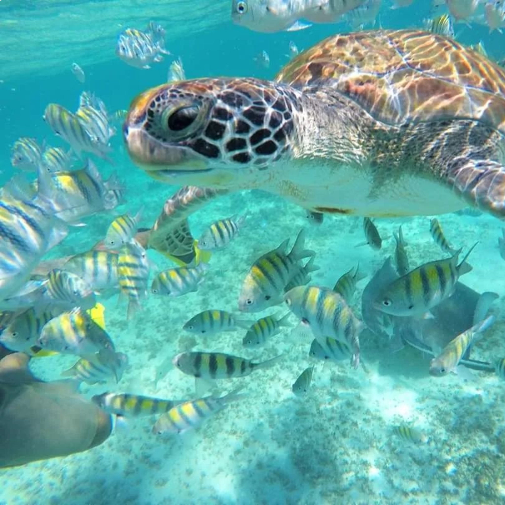 Green turtle among striped reef fish