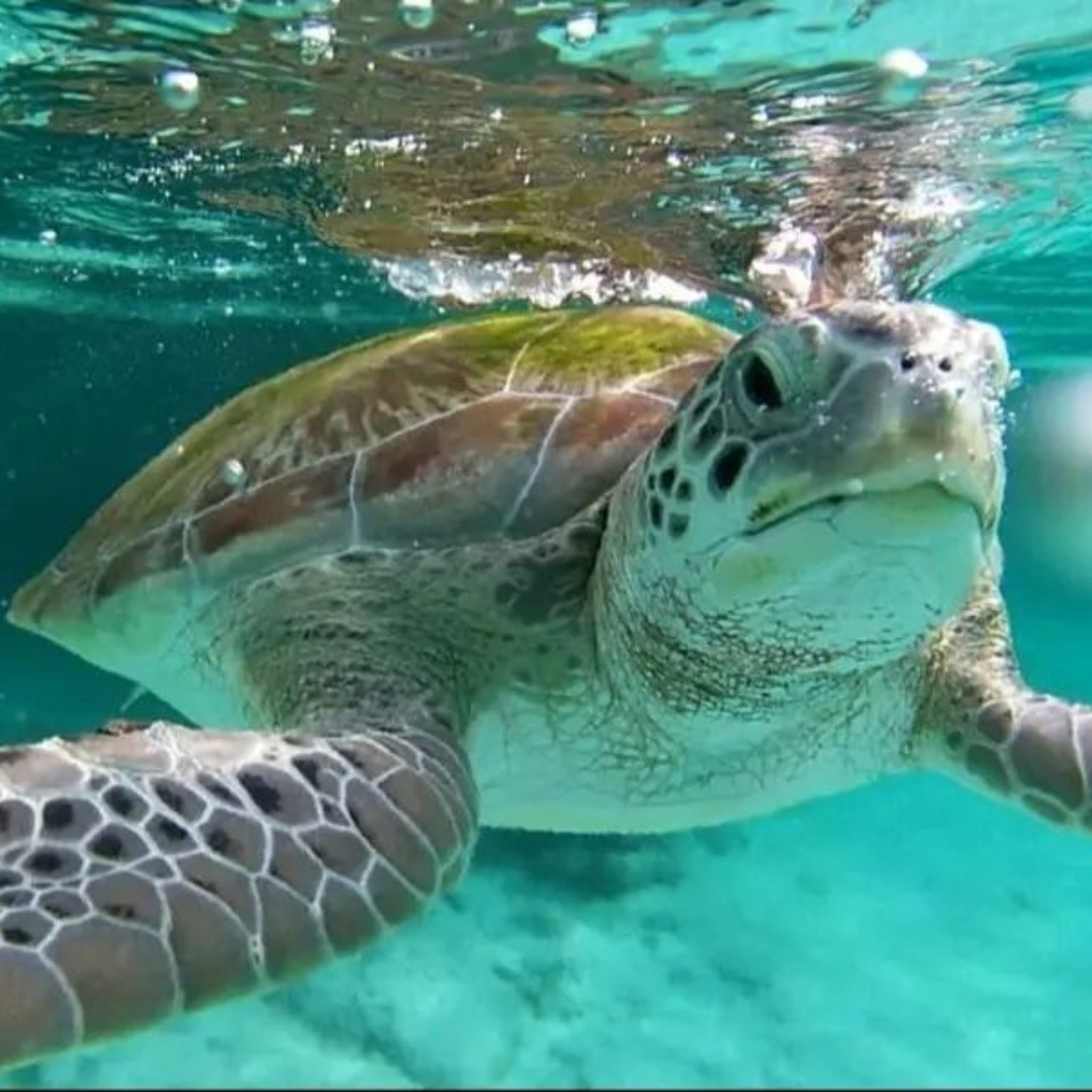 Sea turtle close-up underwater