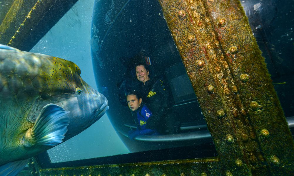 A large wrasse at the Reef Magic underwater observatory window