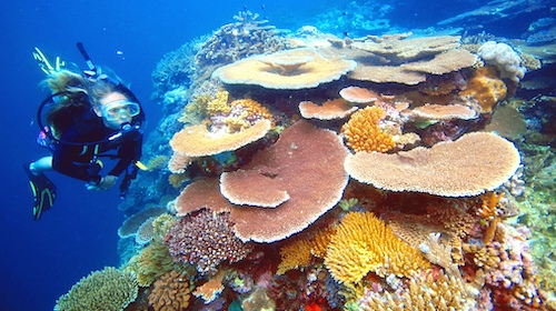 Snorkellers with coral and fish