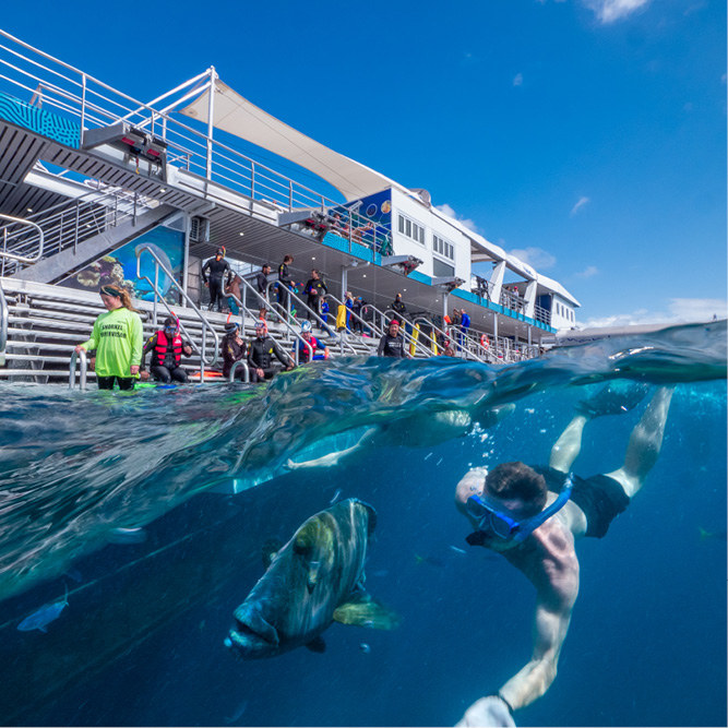 Snorkeller beside the pontoon at the reef
