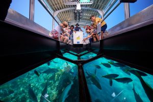 Passengers in the semi-submersible watching reef fish