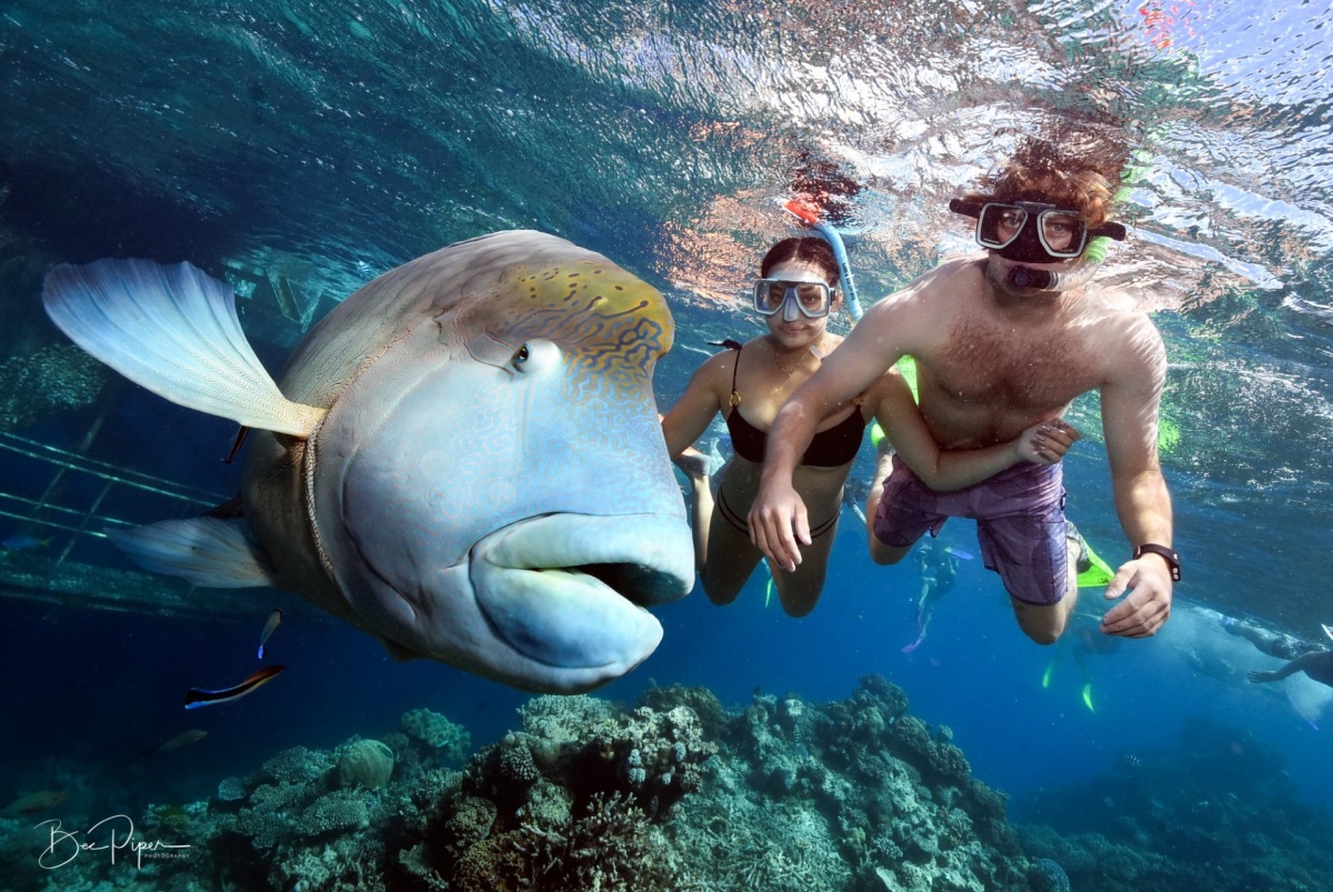 Snorkellers with a large Maori wrasse