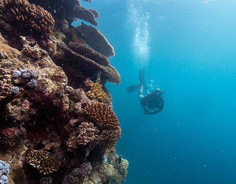 Diver on coral wall at depth