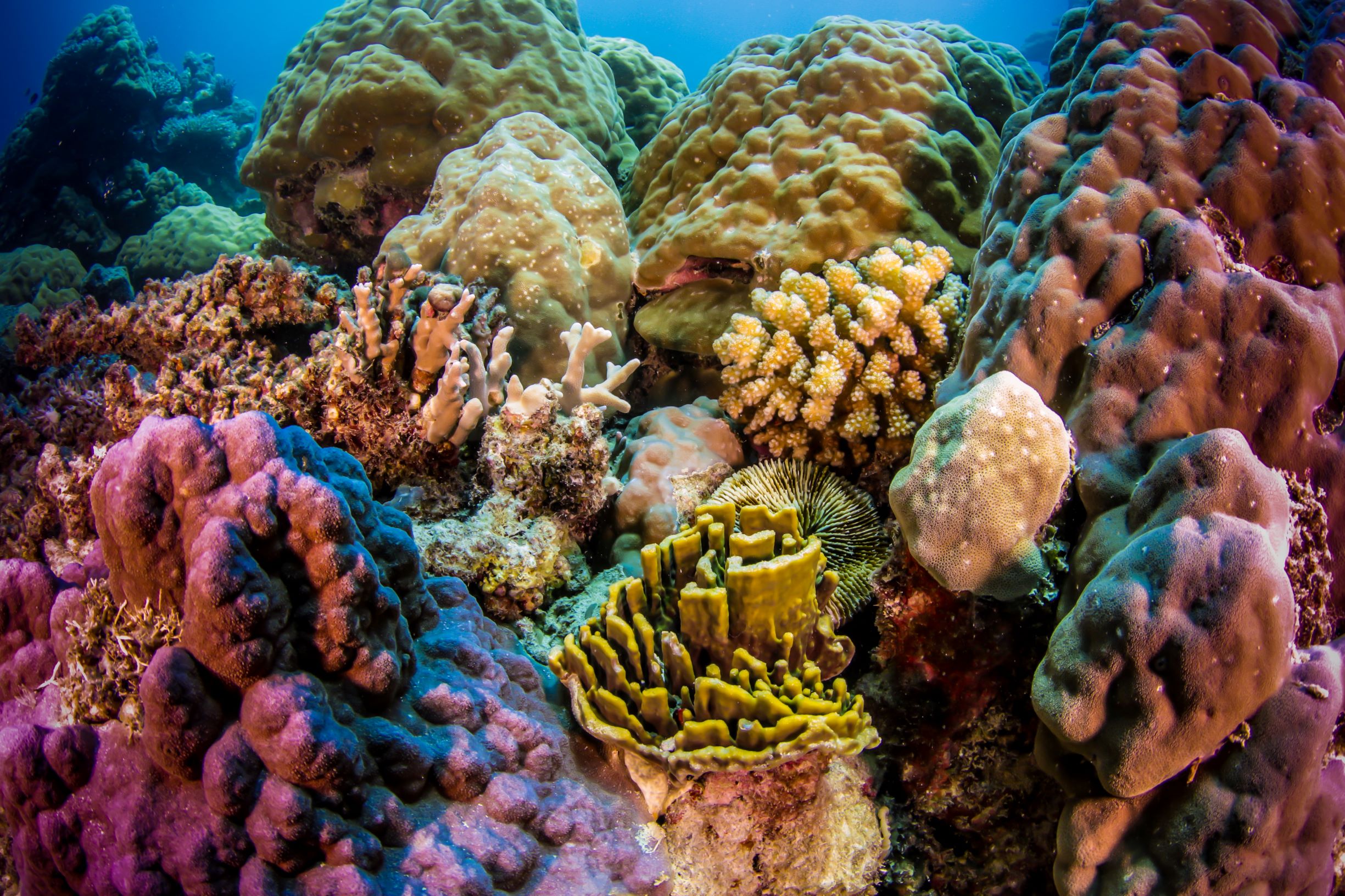 Dense hard and soft coral on an outer Great Barrier Reef site off Cairns