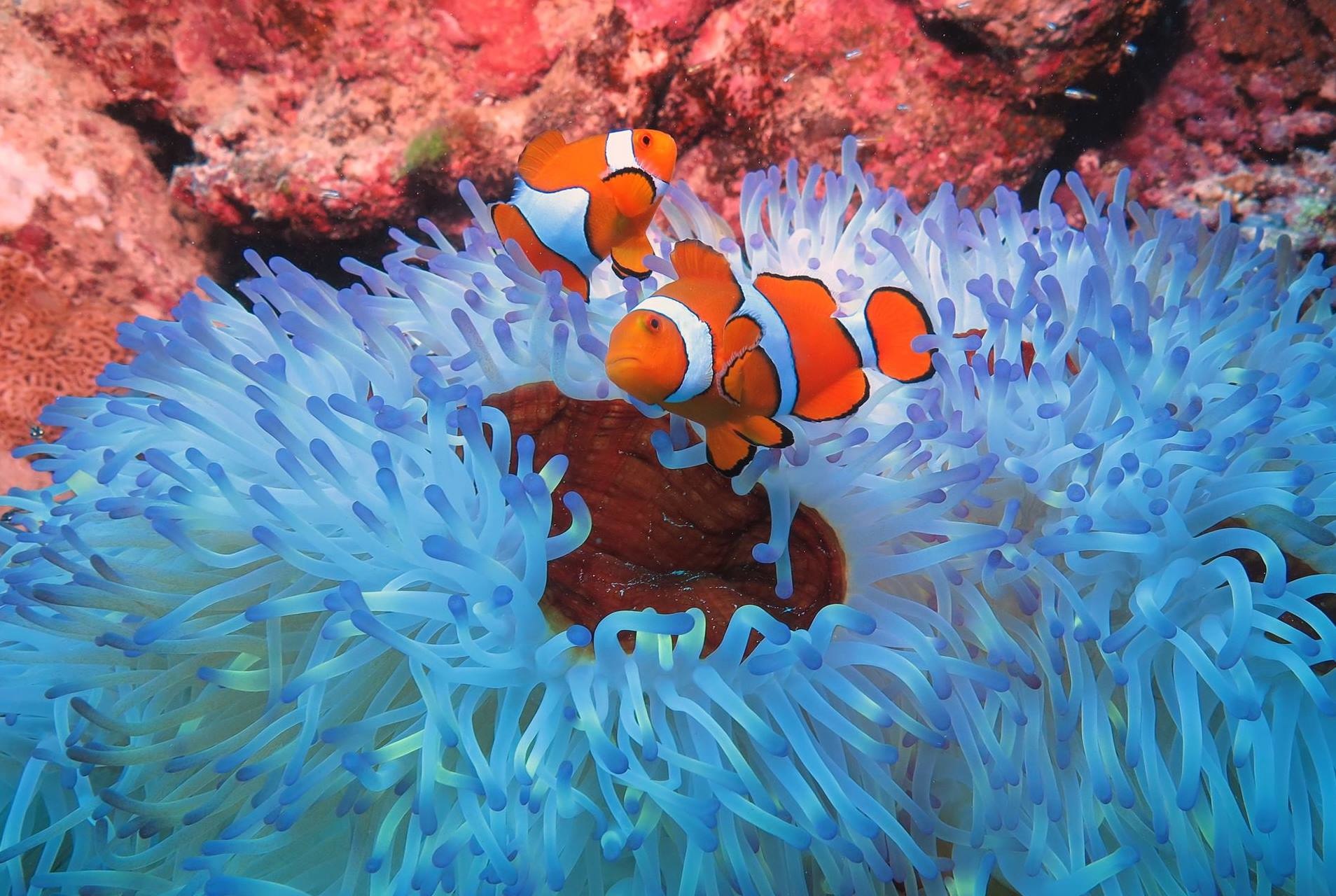 Clownfish in bright blue anemone