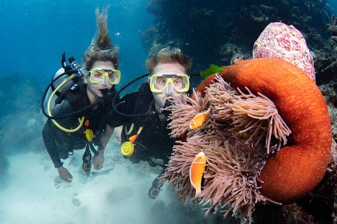 Two divers with anemone and clownfish
