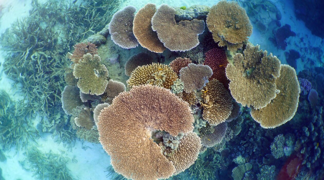 Table coral at outer reef