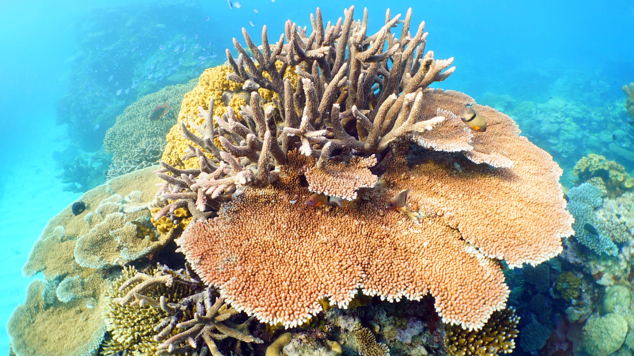 Branching coral formation