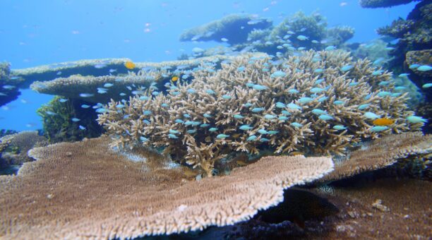 Coral garden structures