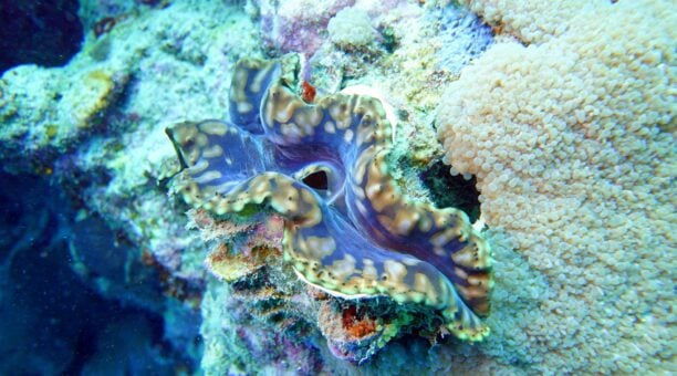 Nudibranch on reef