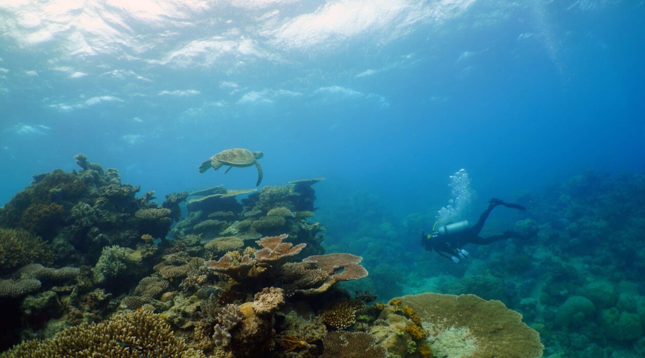 Diver with sea turtle among coral