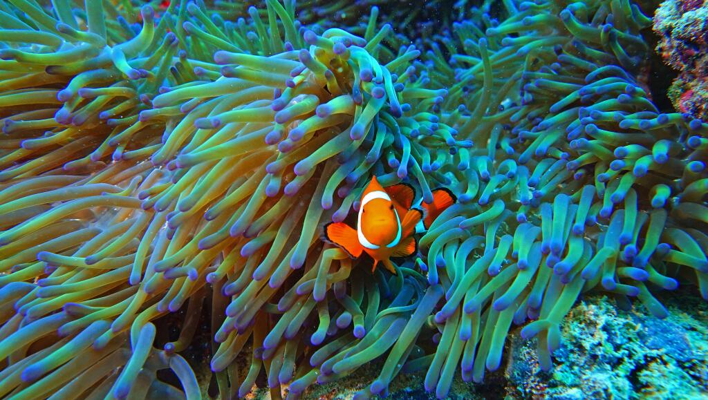 Clownfish in anemone at Flynn Reef
