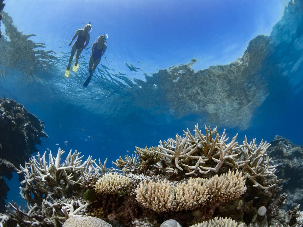 Diver with coral garden