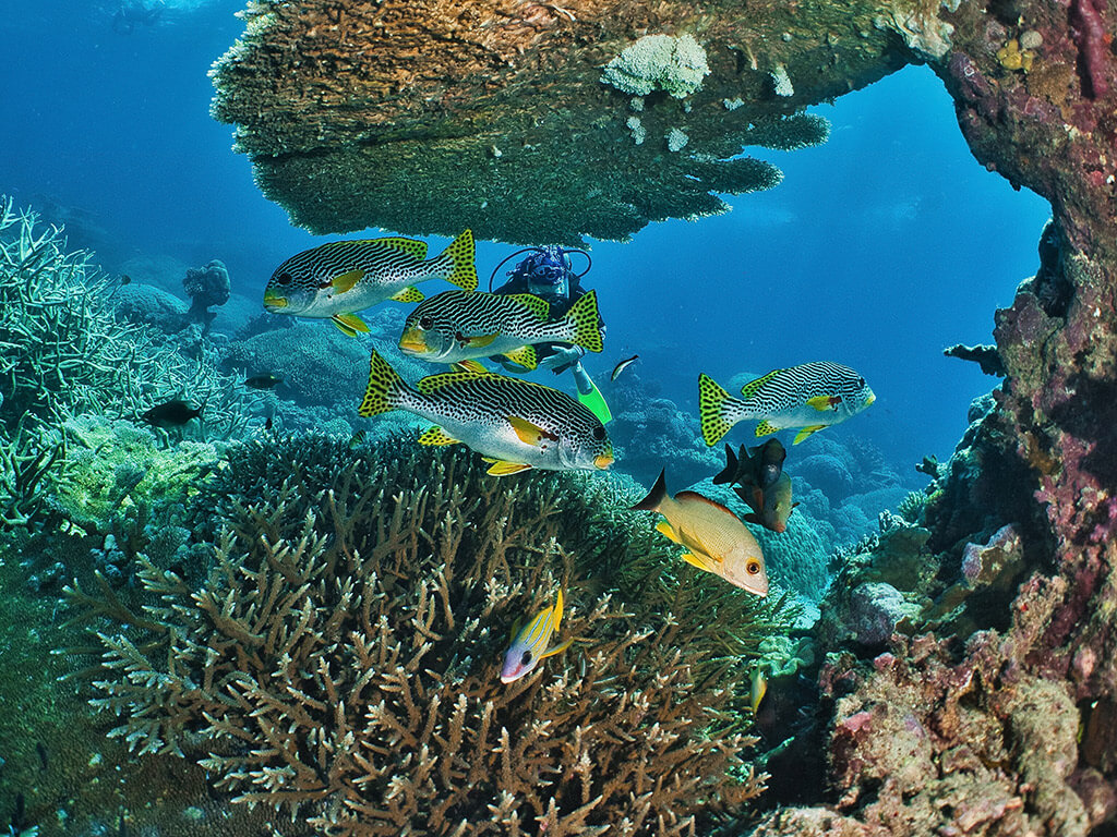 Sweetlips fish in vibrant colours