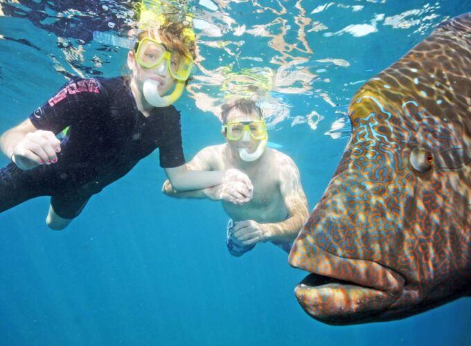 Snorkellers with large grouper